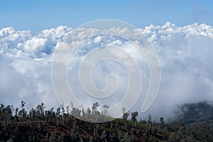 White heavy clound with trees in the foreground at Ijen Crater, East java, Indonesia