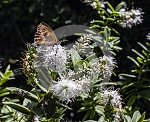 White hebe flower with a meadow brown butterfly