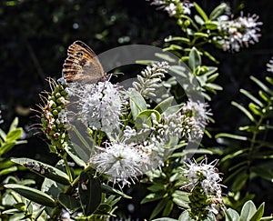White hebe flower with a meadow brown butterfly photo
