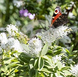 White hebe flower with a peacock butterfly photo