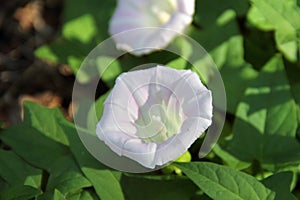 White Hedge Bindweed - Calystegia sepium