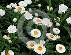 White Helichrysum Or Everlasting Straw Flower