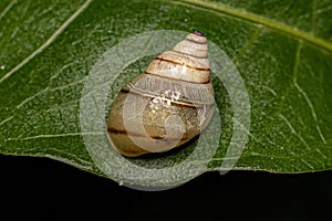 White Helicinan Snail