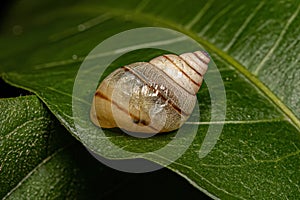 White Helicinan Snail