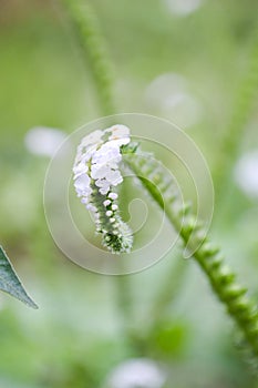 White Heliotropium indicum flower in nature garden