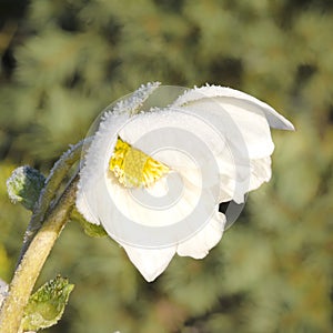 White Hellebore with hoarfrost