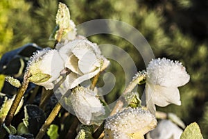 White hellebore with hoarfrost, Christmas Rose