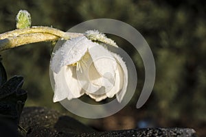 White hellebore with hoarfrost, Christmas Rose