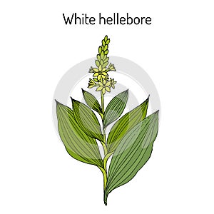 White hellebore Veratrum album , medicinal plant.