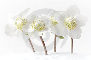 white hellebores flowers snow background