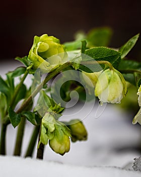 White hellebores 'Lenten Rose' blooming through the snow-covered ground