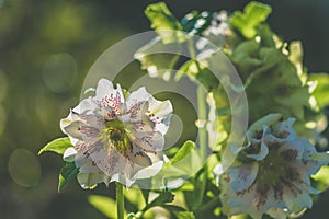 White helleborus flower with green leaves in backlit background