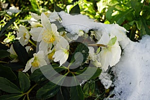 White Helleborus niger in January in the garden. Berlin Germany