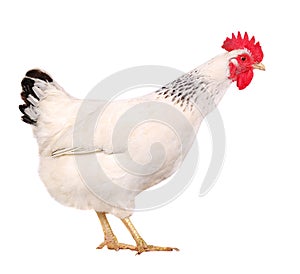 White hen