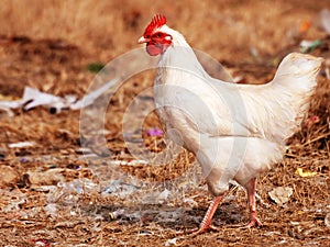 White hen