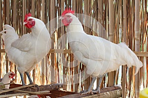 White hen