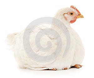 White hen