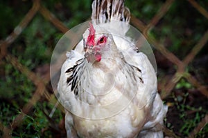 White hen behind the farm fence