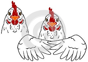 White hen chicken head and wings with outlines