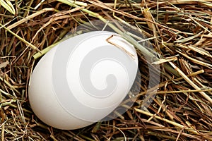 White hen egg