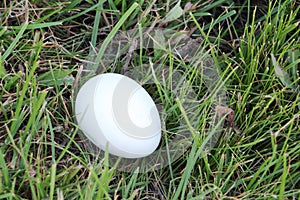 White hen egg on a grass