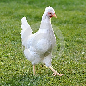 White hen and green grass - free range chicken - one