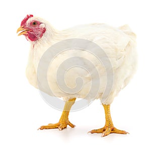 white hen isolated