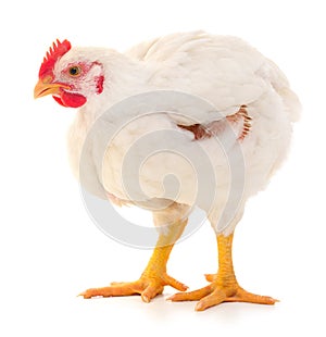 white hen isolated