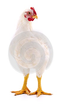 White hen isolated