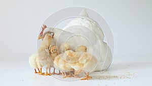White hen with newborn chicks on monochrome background. Gallus gallus domesticus