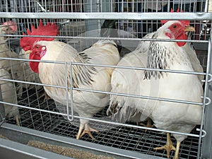 White hen at poultry farm