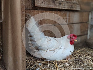 White hen laying an egg