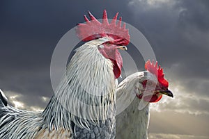 White hen and white rooster. Chicken, poultry. Farm animals. Fowl outdoors. Free range chickens. Chicken breeds