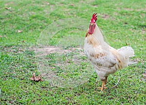 White hen walking in nature farm.