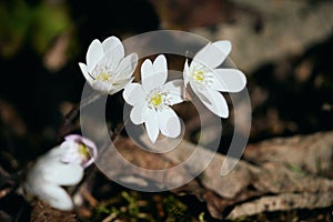 White Hepatica Nobilis or Liverwort flowers in forest by Olterudelva River, Toten, Norway in spring