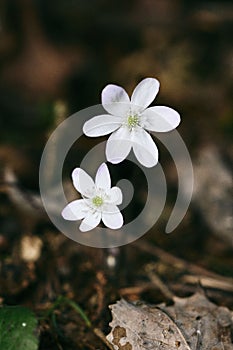 White Hepatica Nobilis or Liverwort flowers in forest by Olterudelva River, Toten, Norway in spring