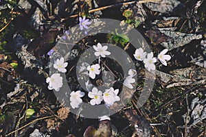 White Hepatica nobilis or Liverwort flowers in forest by Olterudelva River, Toten, Norway in spring