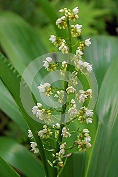 White herbal flower buds of Xiphidium caeruleum Aubl plant growing in Singapore. photo