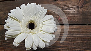 White herbera flower photo