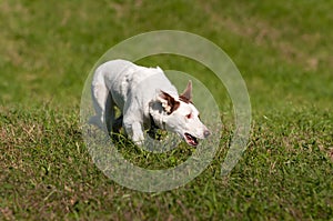 White Herding Dog Head Down Moves Right