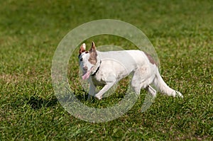 White Herding Dog Makes Turn With Eye Contact