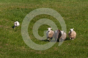 White Herding Dog Moves Four Sheep Ovis aries Through Field