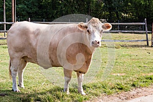 White Hereford Cow