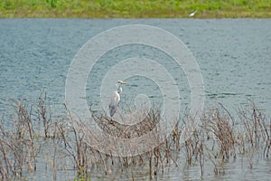 White heron.