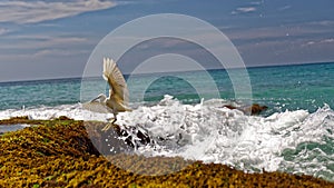 White heron