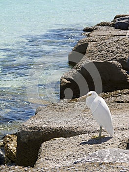 White heron