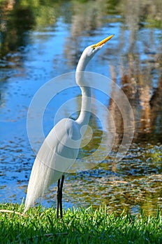 white heron