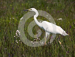 White heron