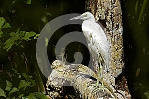 White Heron