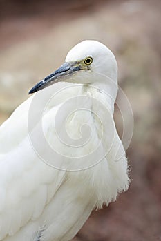 White heron